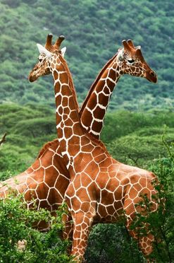 Africa