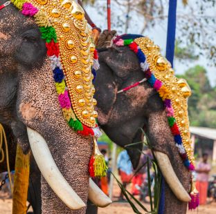 Festive Celebration